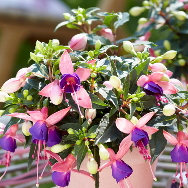 Fuchsia 'Bella Mariska' from Cedar Nursery, Cobham