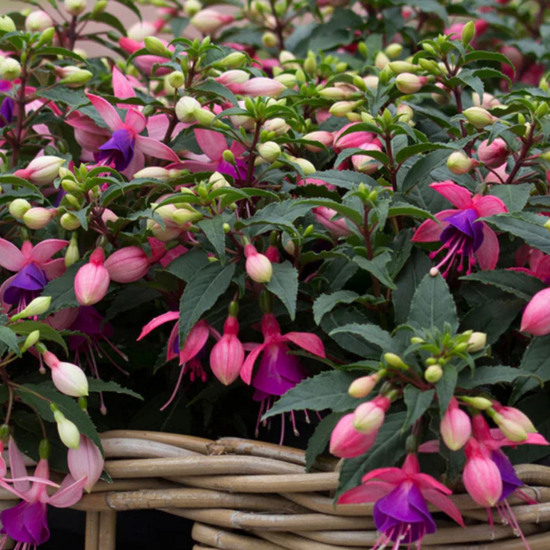Fuchsia 'Bella Mariska' from Cedar Nursery, Cobham
