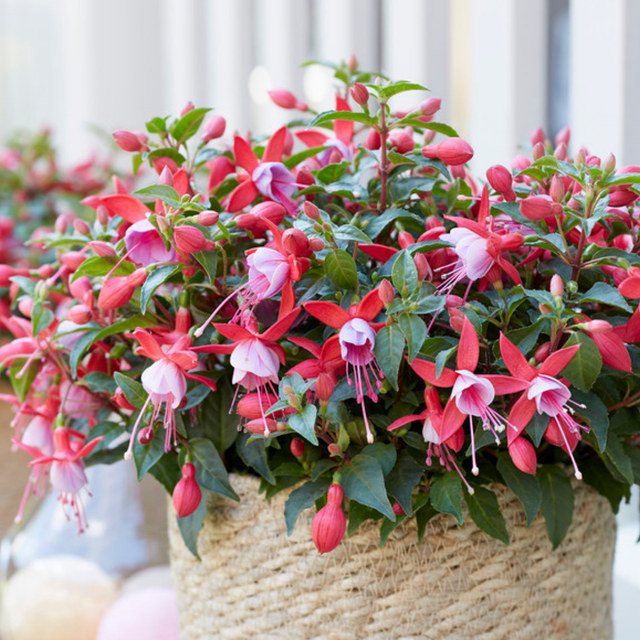 Fuchsia 'Bella Nikita' from Cedar Nursery, Cobham