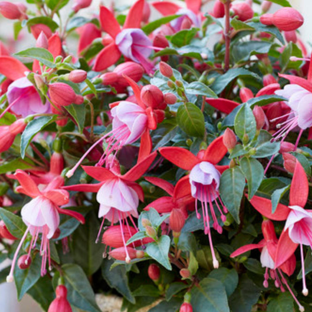 Fuchsia 'Bella Nikita' from Cedar Nursery, Cobham