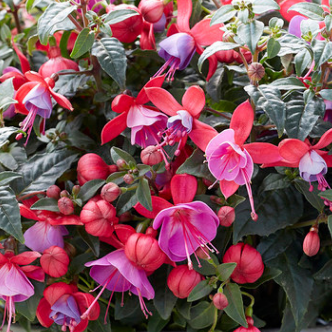 Fuchsia 'Bella Susanna' from Cedar Nursery, Cobham
