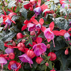 Fuchsia 'Bella Susanna' from Cedar Nursery, Cobham
