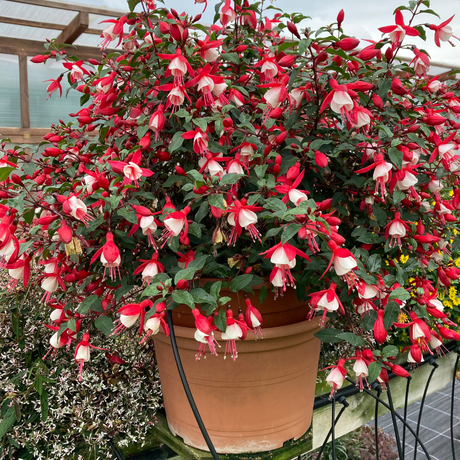 Fuchsia 'Diva Cherry and White' from Cedar Nursery, Cobham