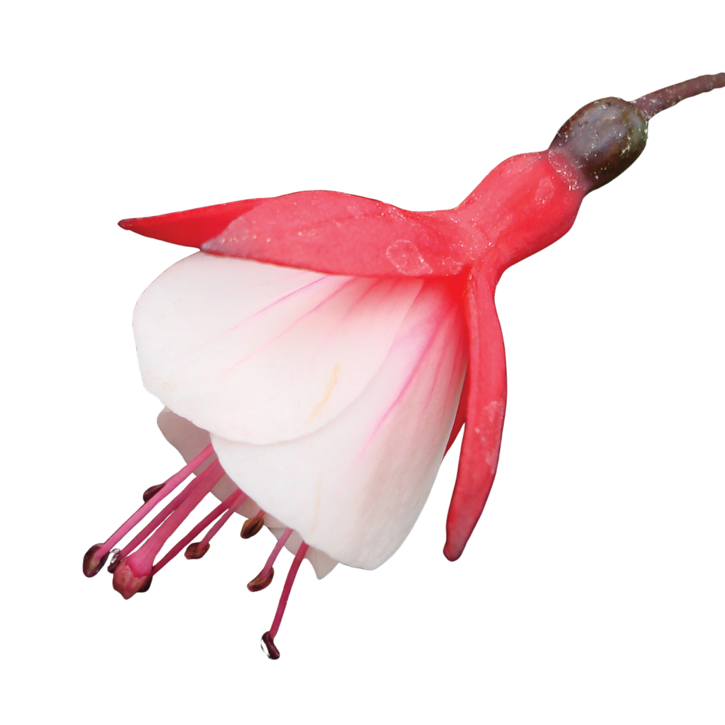 Fuchsia 'Diva Cherry and White' from Cedar Nursery, Cobham