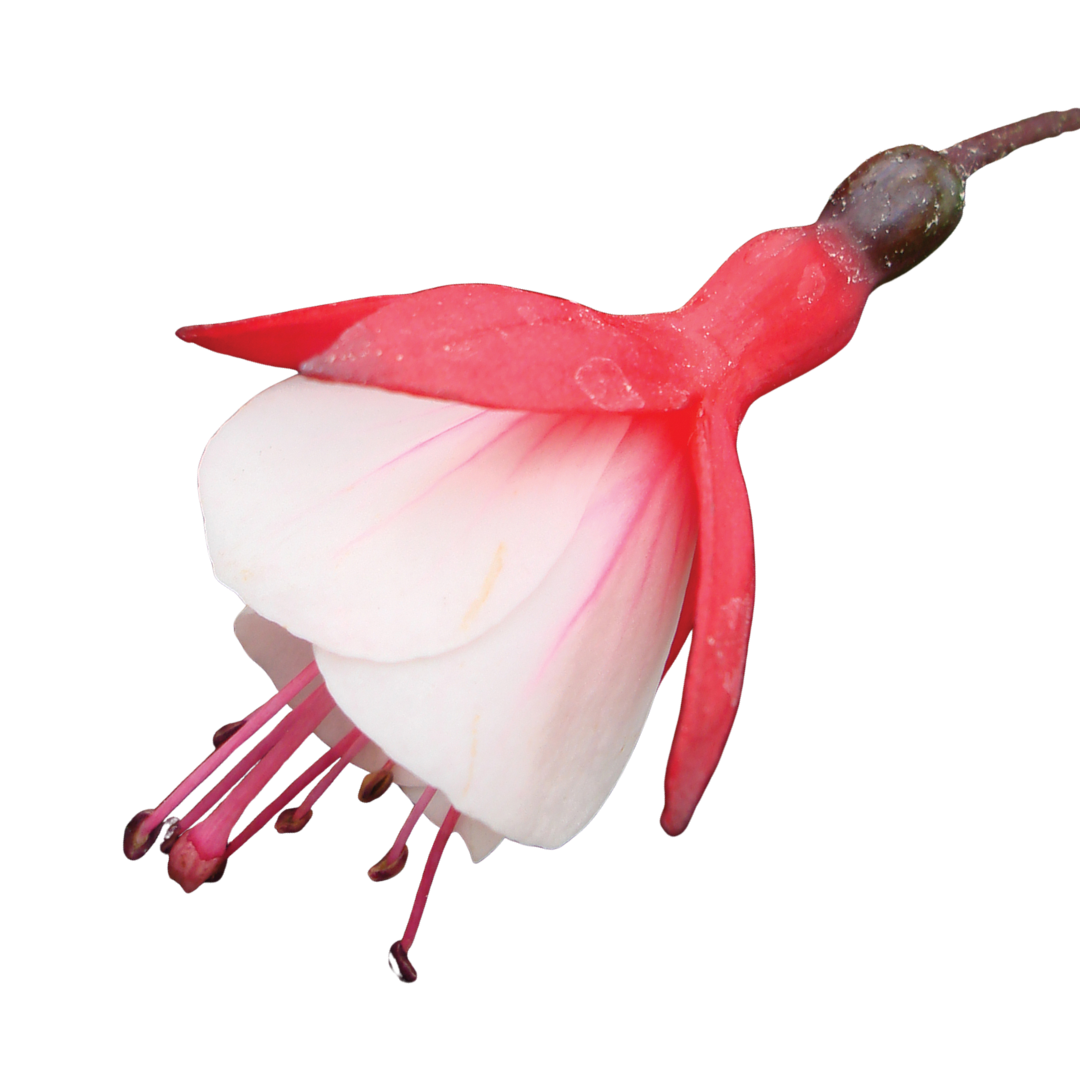 Fuchsia 'Diva Cherry and White' from Cedar Nursery, Cobham