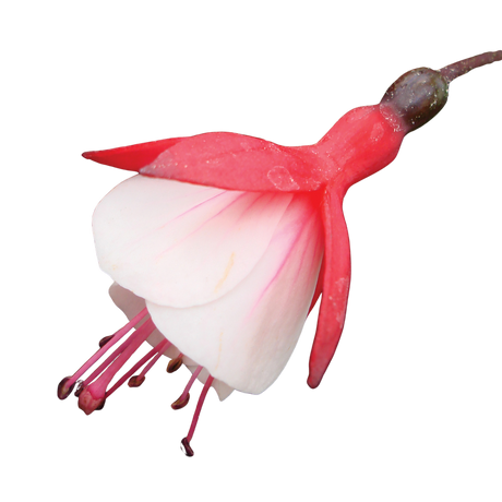 Fuchsia 'Diva Cherry and White' from Cedar Nursery, Cobham
