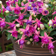 Fuchsia 'Diva Light Pink and Purple' from Cedar Nursery, Cobham