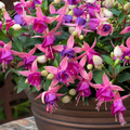 Fuchsia 'Diva Light Pink and Purple' from Cedar Nursery, Cobham