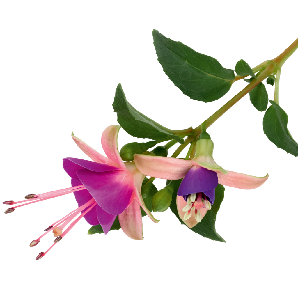 Fuchsia 'Diva Light Pink and Purple' from Cedar Nursery, Cobham