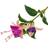 Fuchsia 'Diva Light Pink and Purple' from Cedar Nursery, Cobham