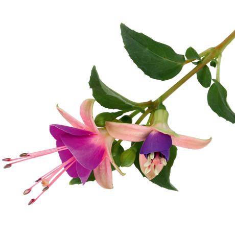 Fuchsia 'Diva Light Pink and Purple' from Cedar Nursery, Cobham