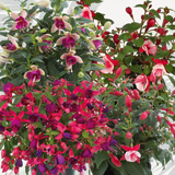 Fuchsia 'Diva' (Mixed colours) from Cedar Nursery, Cobham