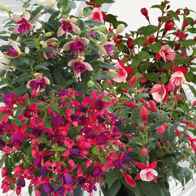 Fuchsia 'Diva' (Mixed colours) from Cedar Nursery, Cobham