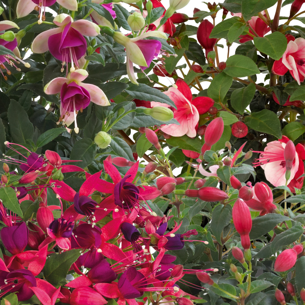 Fuchsia 'Diva' (Mixed colours) from Cedar Nursery, Cobham