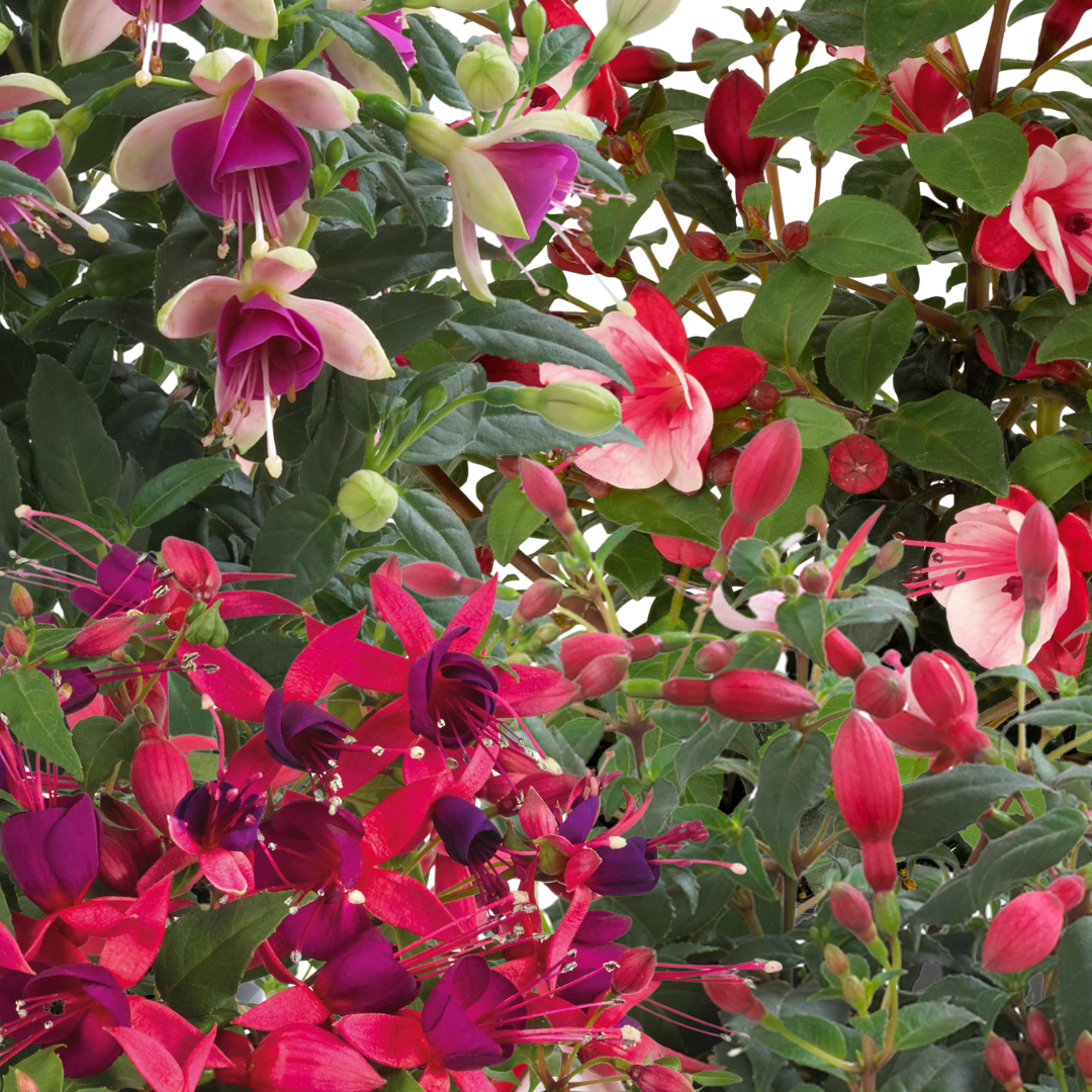 Fuchsia 'Diva' (Mixed colours) from Cedar Nursery, Cobham