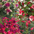Fuchsia 'Diva' (Mixed colours) from Cedar Nursery, Cobham