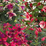 Fuchsia 'Diva' (Mixed colours) from Cedar Nursery, Cobham