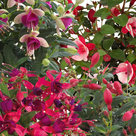 Fuchsia 'Diva' (Mixed colours) from Cedar Nursery, Cobham