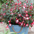 Fuchsia 'Diva Red and White' from Cedar Nursery, Cobham