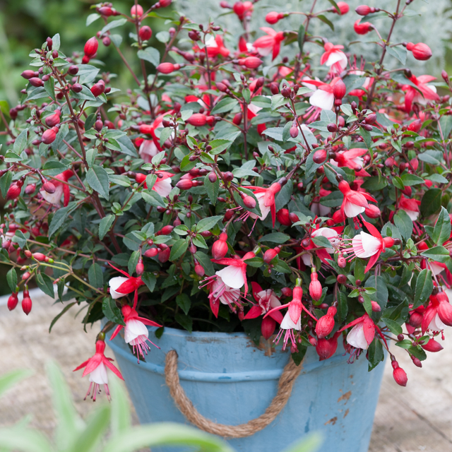 Fuchsia 'Diva Red and White' from Cedar Nursery, Cobham