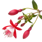 Fuchsia 'Diva Red and White' from Cedar Nursery, Cobham