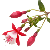 Fuchsia 'Diva Red and White' from Cedar Nursery, Cobham