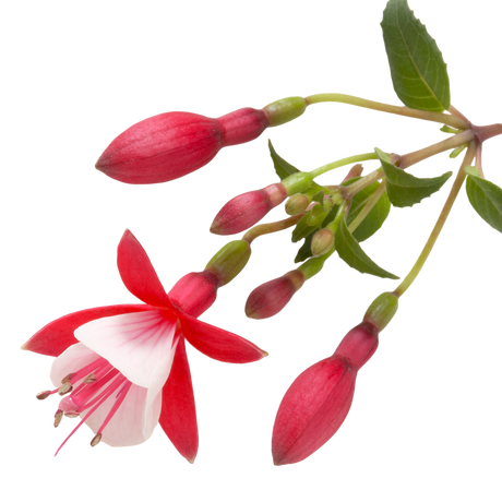Fuchsia 'Diva Red and White' from Cedar Nursery, Cobham