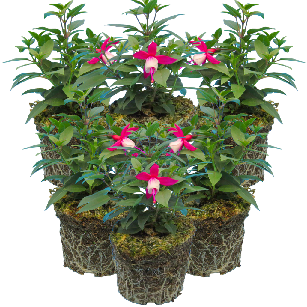 Fuchsia 'Diva Red and White' from Cedar Nursery, Cobham
