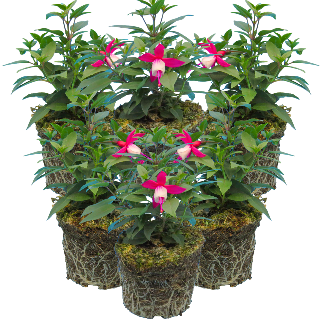 Fuchsia 'Diva Red and White' from Cedar Nursery, Cobham