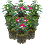 Fuchsia 'Diva Red and White' from Cedar Nursery, Cobham