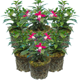 Fuchsia 'Diva Red and White' from Cedar Nursery, Cobham