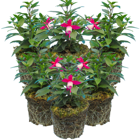 Fuchsia 'Diva Red and White' from Cedar Nursery, Cobham