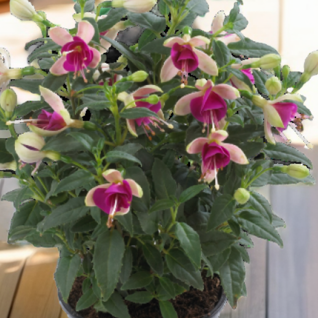 Fuchsia 'Diva White and Violet' from Cedar Nursery, Cobham