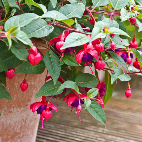 Fuchsia 'Dollar Prinzessin' (d) from Cedar Nursery, Cobham