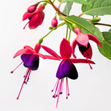Fuchsia 'Dollar Prinzessin' (d) from Cedar Nursery, Cobham