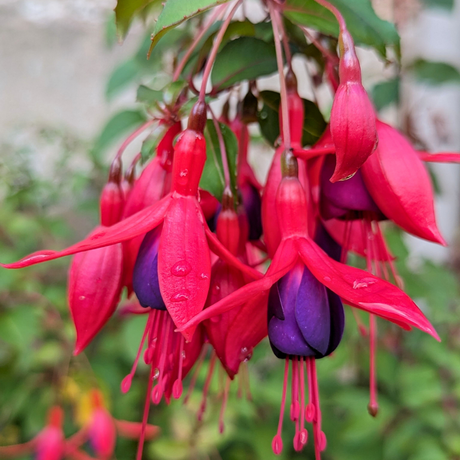 Fuchsia 'Mrs Popple' from Cedar Nursery, Cobham