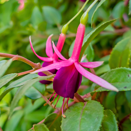 Fuchsia 'Mrs Popple' from Cedar Nursery, Cobham