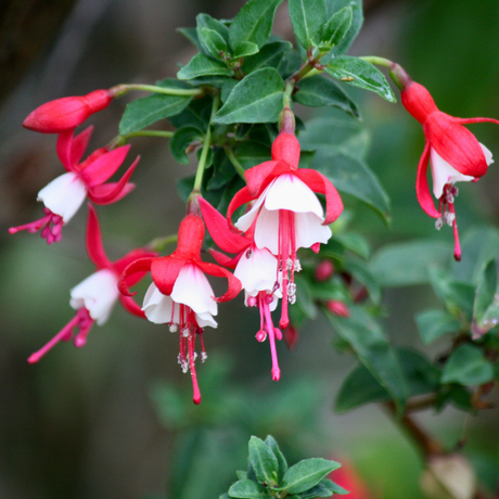 Fuchsia 'Snowcap' (d) from Cedar Nursery, Cobham