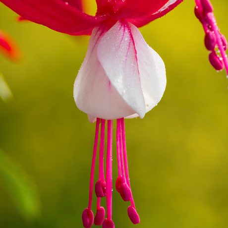 Fuchsia 'Snowcap' (d) from Cedar Nursery, Cobham
