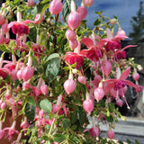 Pink fuchsia flowers and green leaves at Cedar Nursery Cobham