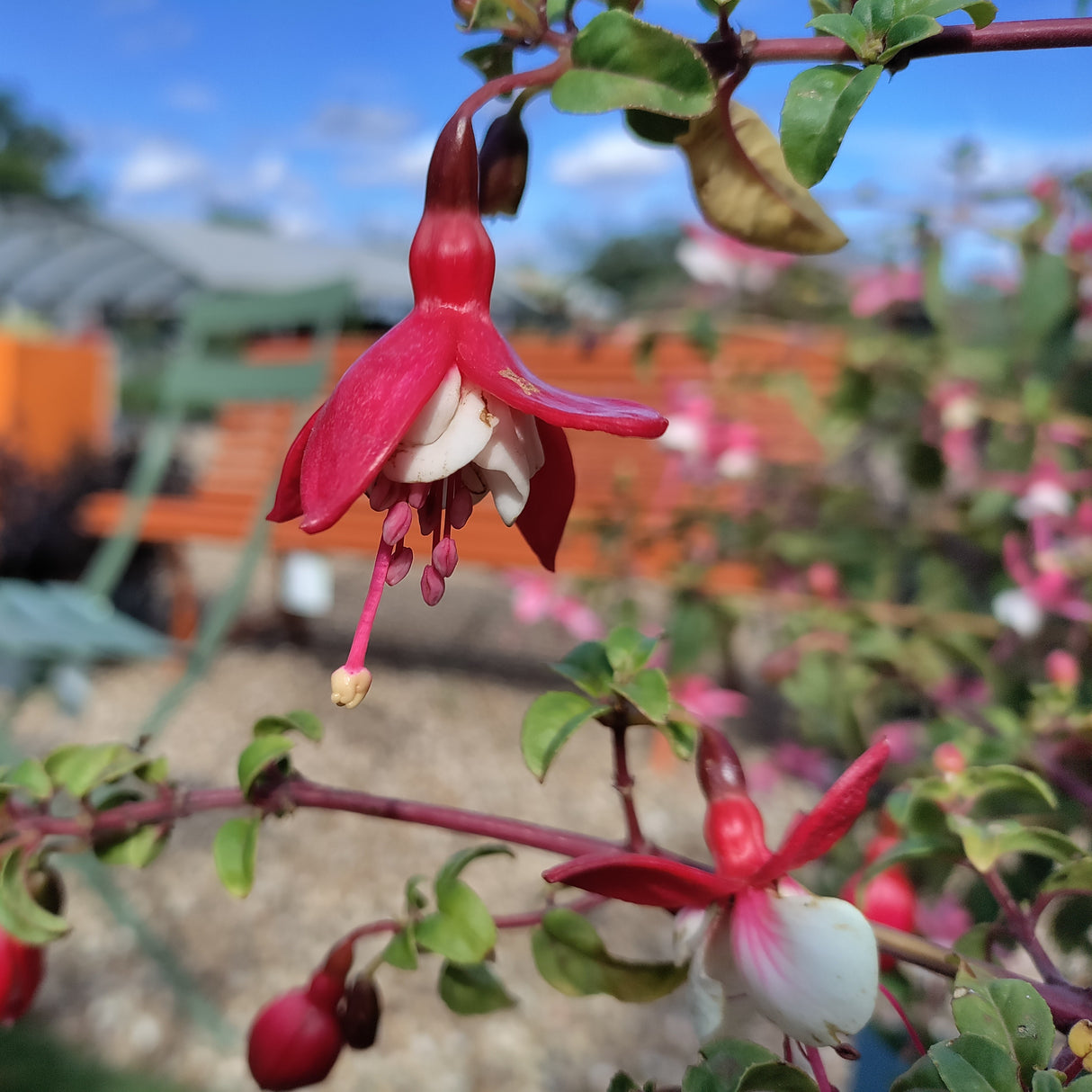 Red and white fuchsia flowers at Cedar Nursery Cobham