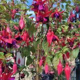 Bunch of pink and red fuchsia flowers with green leaves at Cedar Nursery Cobham