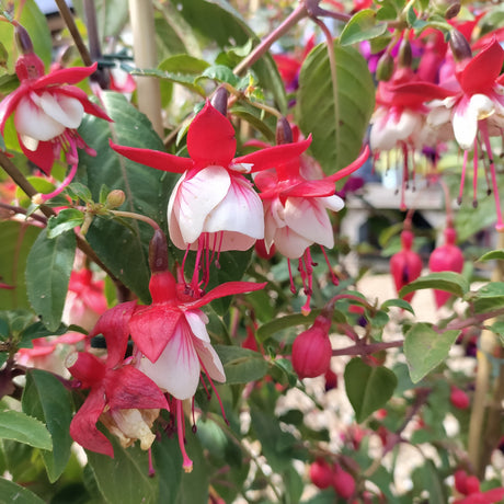Close-up of red and white fuchsia flowers with green leaves at Cedar Nursery Cobham