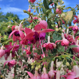 Pink and purple fuchsia flowers with green leaves against a blue sky at Cedar Nursery Cobham