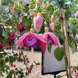Pink fuchsia flowers with green leaves at Cedar Nursery Cobham