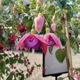 Pink fuchsia flowers with green leaves at Cedar Nursery Cobham