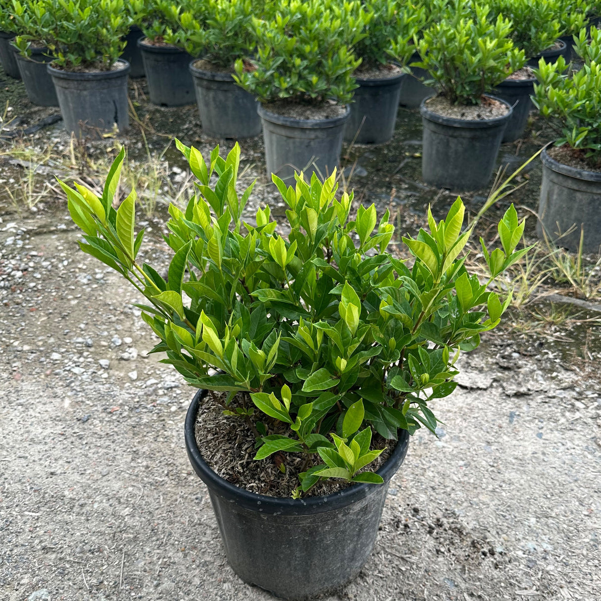 Gardenia jasminoides