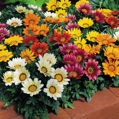 Gazania 'Kiss' (Mixed colours) from Cedar Nursery, Cobham