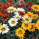 Gazania 'Kiss' (Mixed colours) from Cedar Nursery, Cobham