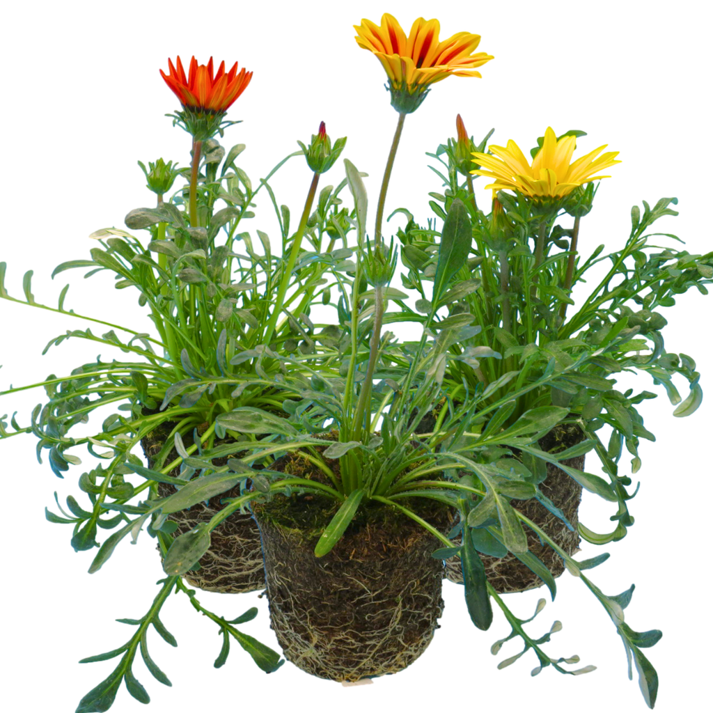 Gazania 'Kiss' (Mixed colours) from Cedar Nursery, Cobham